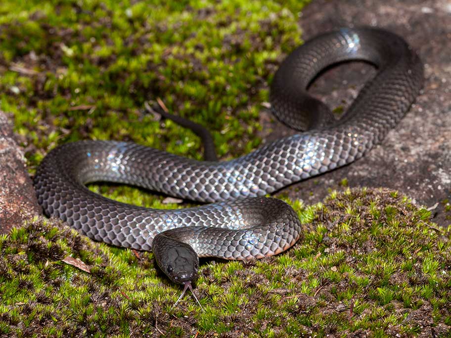 What Aussie doctors discovered when a teen filmed her snake bite | AusDoc