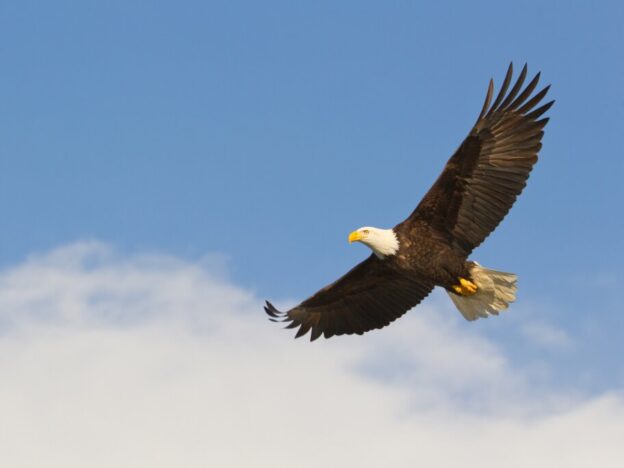 Medical Must-See: Doctors land on rare Eagle syndrome diagnosis